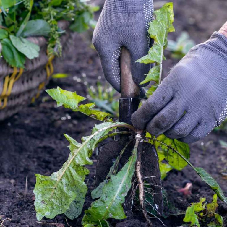 What Is Safe to Kill Weeds in Vegetable Gardens?
