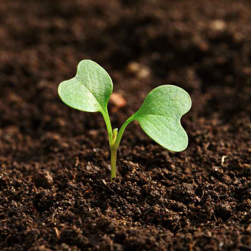 What Is Soil Texture and Why Does Particle Size Matter?