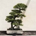What Is The Growing Season For A Juniper Bonsai Tree?
