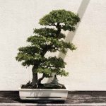 What Is The Growing Season For A Juniper Bonsai Tree?