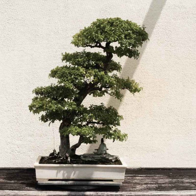 What Is The Growing Season For A Juniper Bonsai Tree?