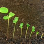 What Is The Proposed Sequence In Plant Evolution