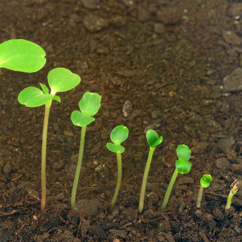 What Is The Proposed Sequence In Plant Evolution