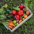 What Is the Best Vegetable Gardening Book?