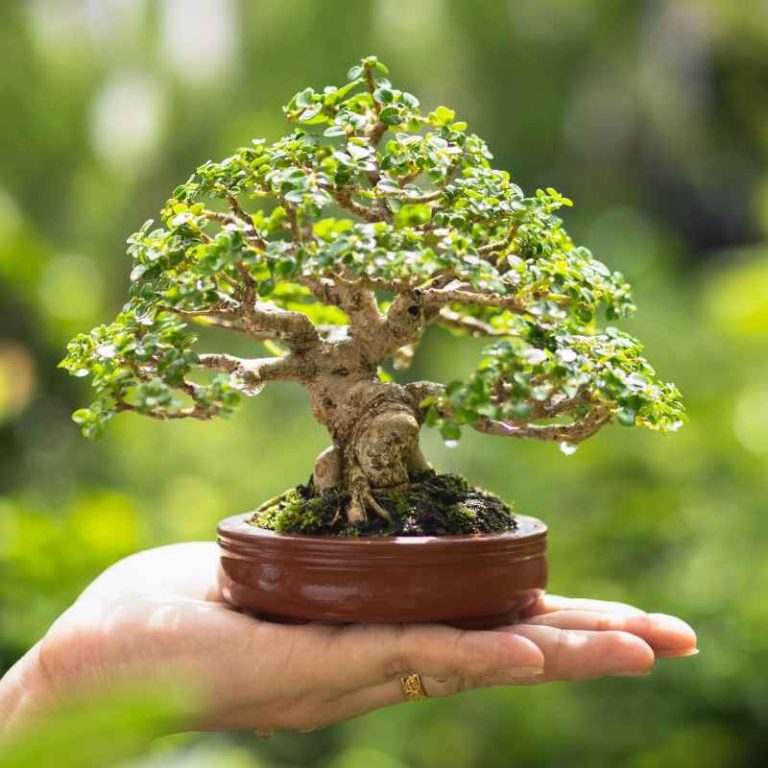 What Is the Ideal Container for Growing Bonsai Trees?