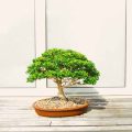 What Kind of Bonsai Will Grow in Northern Minnesota