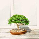 What Kind of Bonsai Will Grow in Northern Minnesota