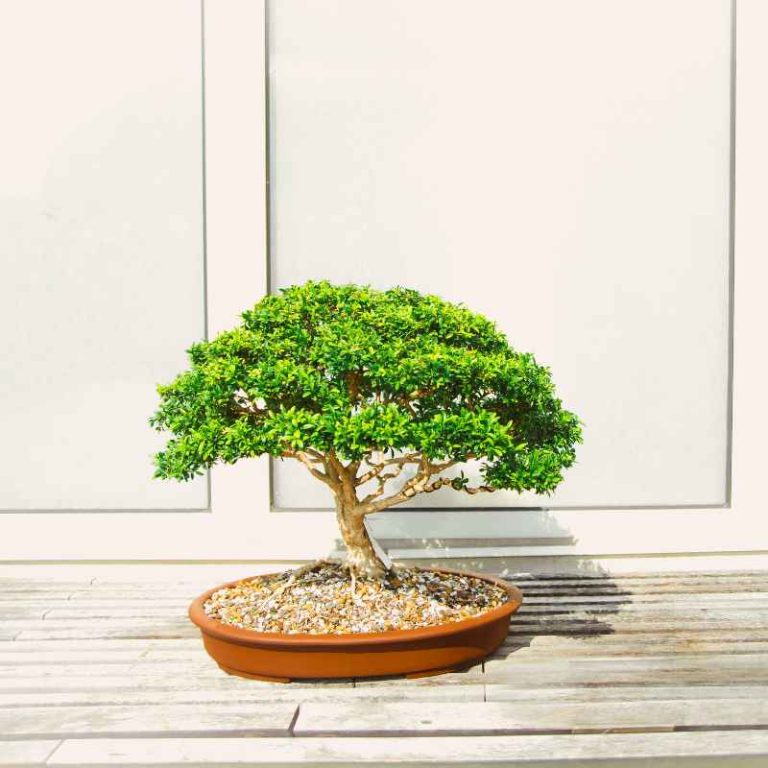 What Kind of Bonsai Will Grow in Northern Minnesota