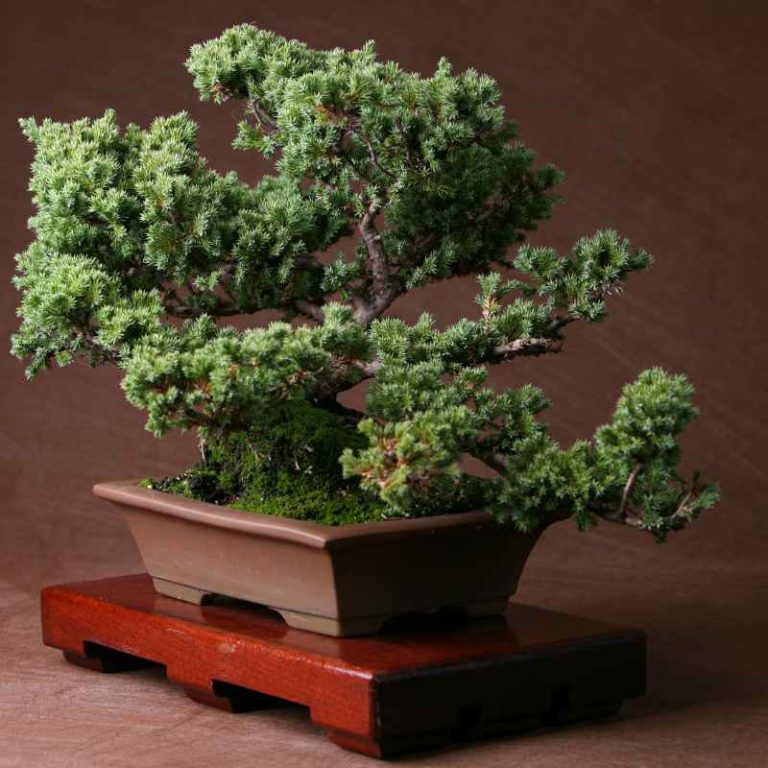 What Light Does a Juniper Bonsai Tree Need