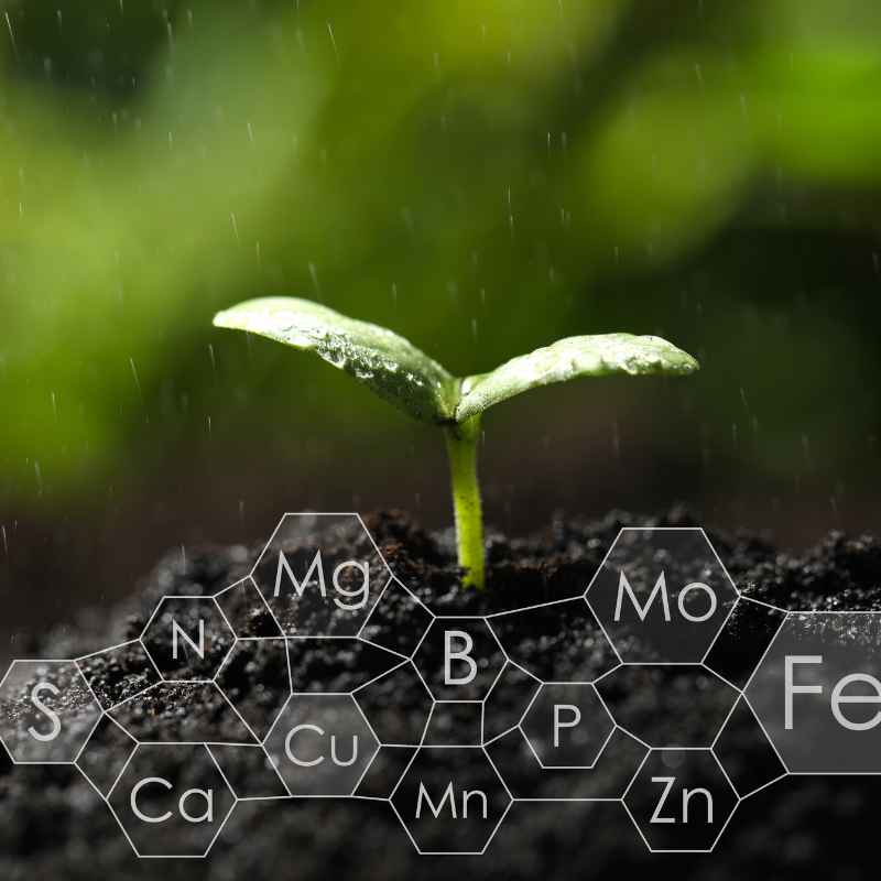 What Makes Soil Fertile Beyond Organic Matter