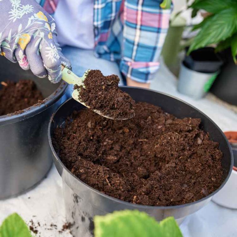What Soil to Use in Vegetable Container Gardening