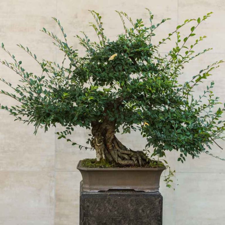 What To Do When Juniper Bonsai Leaves Turn Brittle Fast