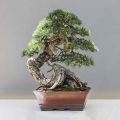 When Fertilizing Bonsai, Should You Water First?