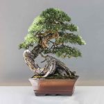 When Fertilizing Bonsai, Should You Water First?