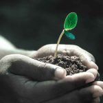 When Is the Best Time to Plant Clover Seeds for Success?