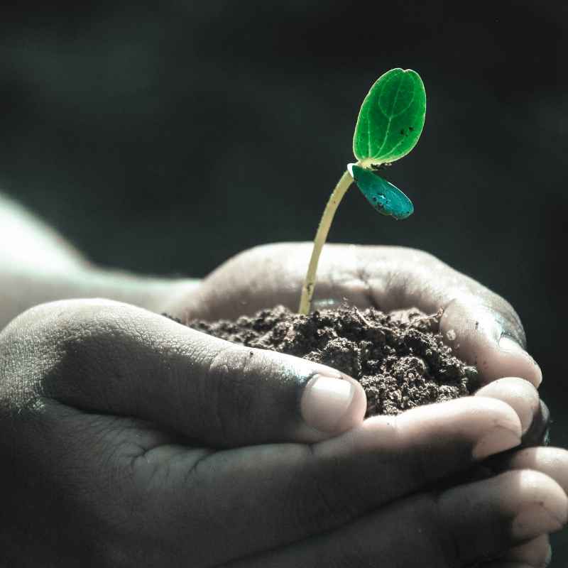 When Is the Best Time to Plant Clover Seeds for Success?