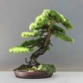 When To Cut Off Parent Stock On Grafted Pine Bonsai Trees