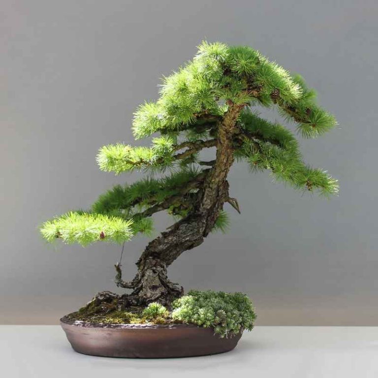 When To Cut Off Parent Stock On Grafted Pine Bonsai Trees