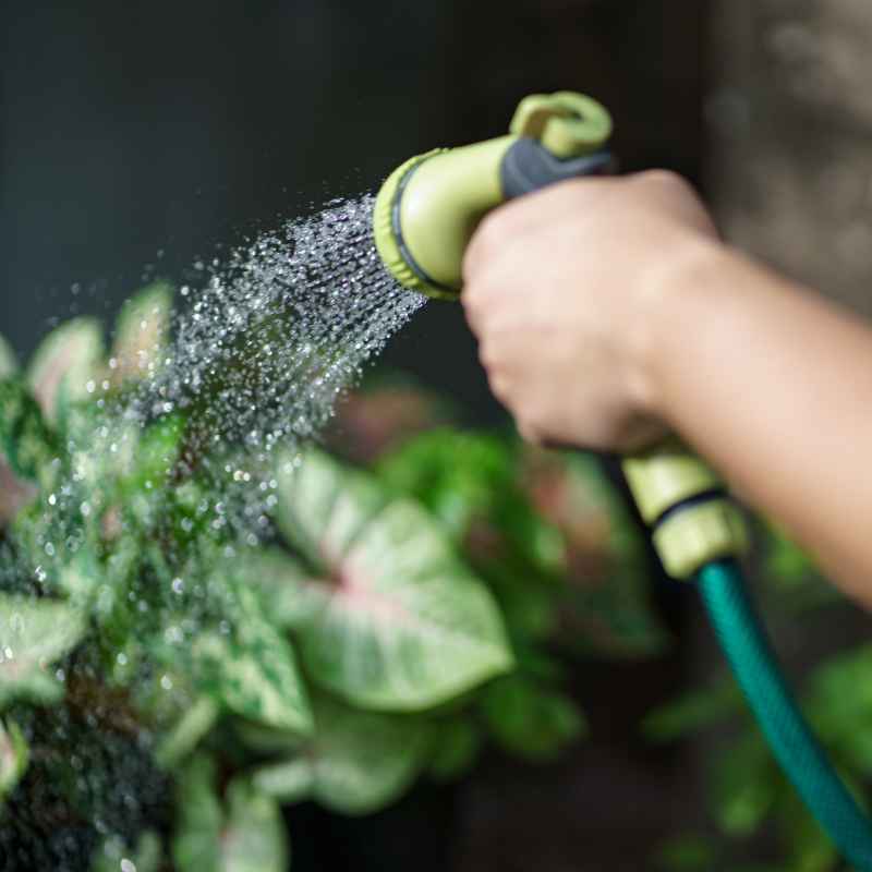 When to Avoid Tap Water for Certain Vegetable Plants
