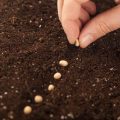 Where Adventurous Gardeners Buy Their Seeds