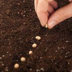 Where Adventurous Gardeners Buy Their Seeds
