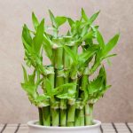 Where to Buy Lucky Bamboo and Bonsai Plants Cheap Online