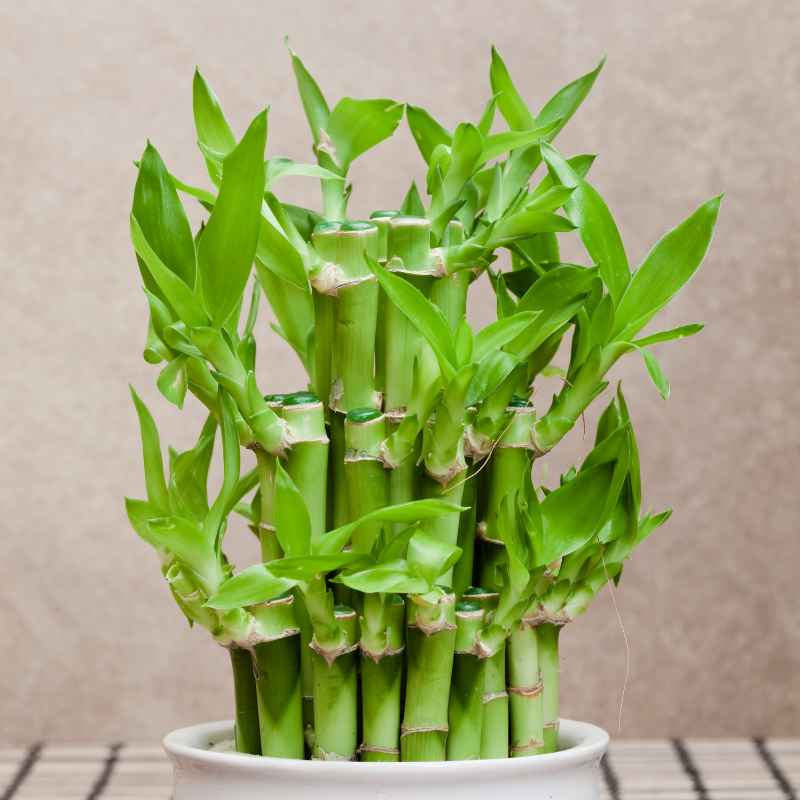 Where to Buy Lucky Bamboo and Bonsai Plants Cheap Online