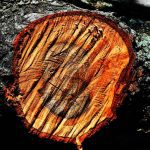 Which Group Represents The Oldest Living Plant Lineage?