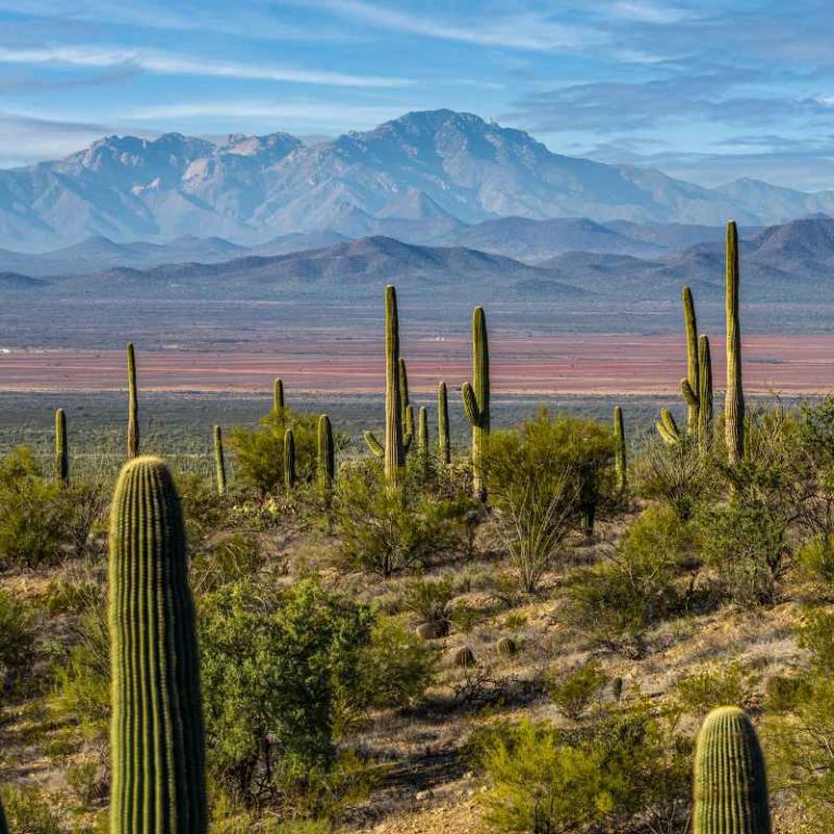 Which Plant Does Saguaro National Park Get Its Name From?