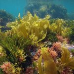 Which Similarity Is Not Shared Between Algae And Plants?