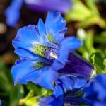 Why Are Alpine Biome Plants Typically Low Growing