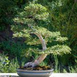 Why Are Leaves Falling Off My Chinese Elm Bonsai