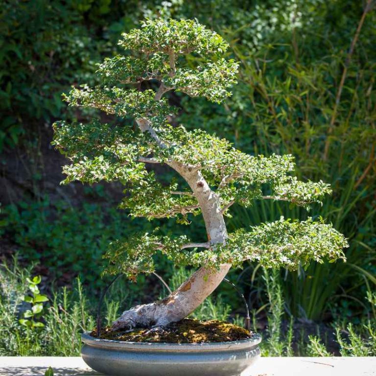 Why Are Leaves Falling Off My Chinese Elm Bonsai