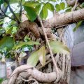 Why Are My Money Tree Bonsai Leaves Turning Yellow