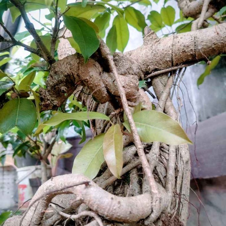 Why Are My Money Tree Bonsai Leaves Turning Yellow