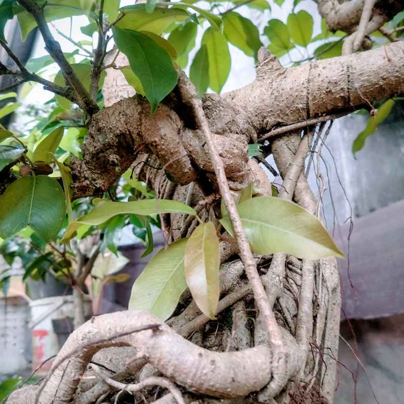 Why Are My Money Tree Bonsai Leaves Turning Yellow