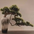 Why Are the Needles on My Bonsai Tree Turning Brown?