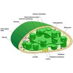 Why Do Plants Need Both Chloroplasts and Mitochondria?