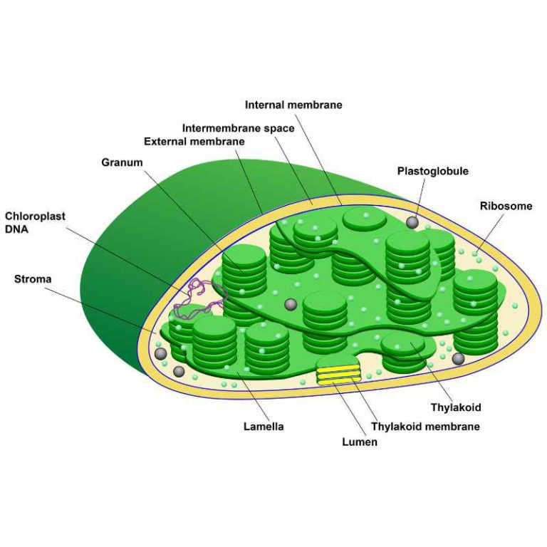 Why Do Plants Need Both Chloroplasts and Mitochondria?