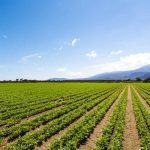 Why Do Some Croplands Suffer From Excessive Soil Salinity?