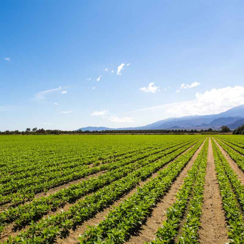 Why Do Some Croplands Suffer From Excessive Soil Salinity?