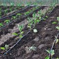 Why Drip Irrigation Is the Most Water-Economical Method Explained