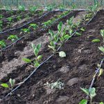 Why Drip Irrigation Is the Most Water-Economical Method Explained