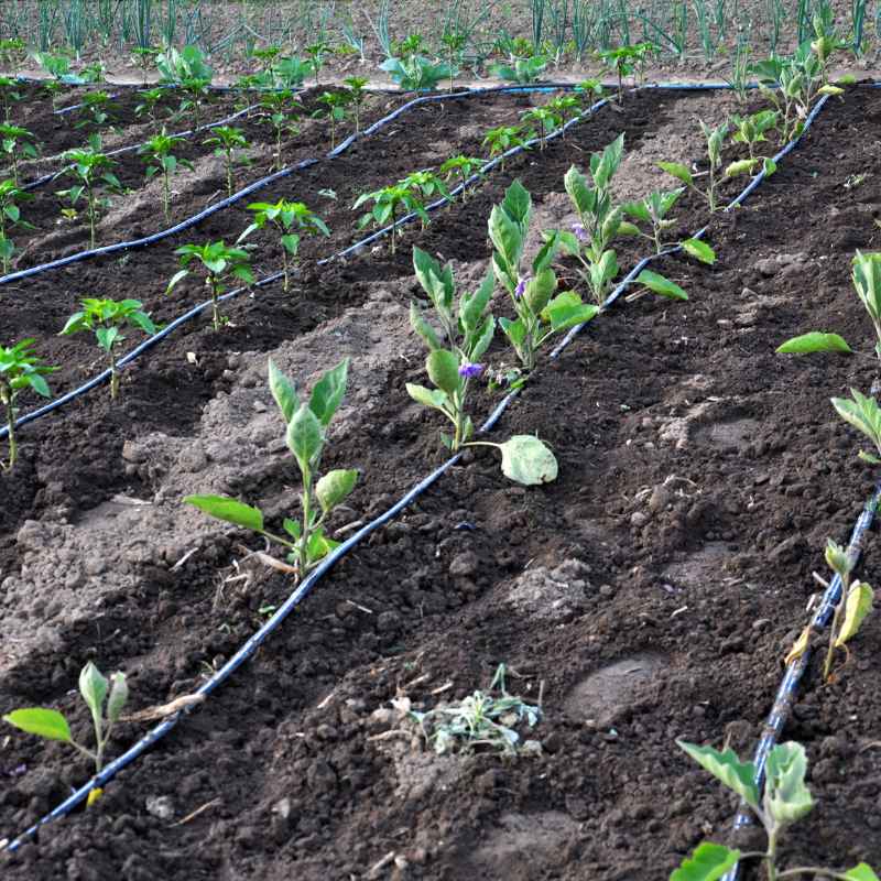 Why Drip Irrigation Is the Most Water-Economical Method Explained