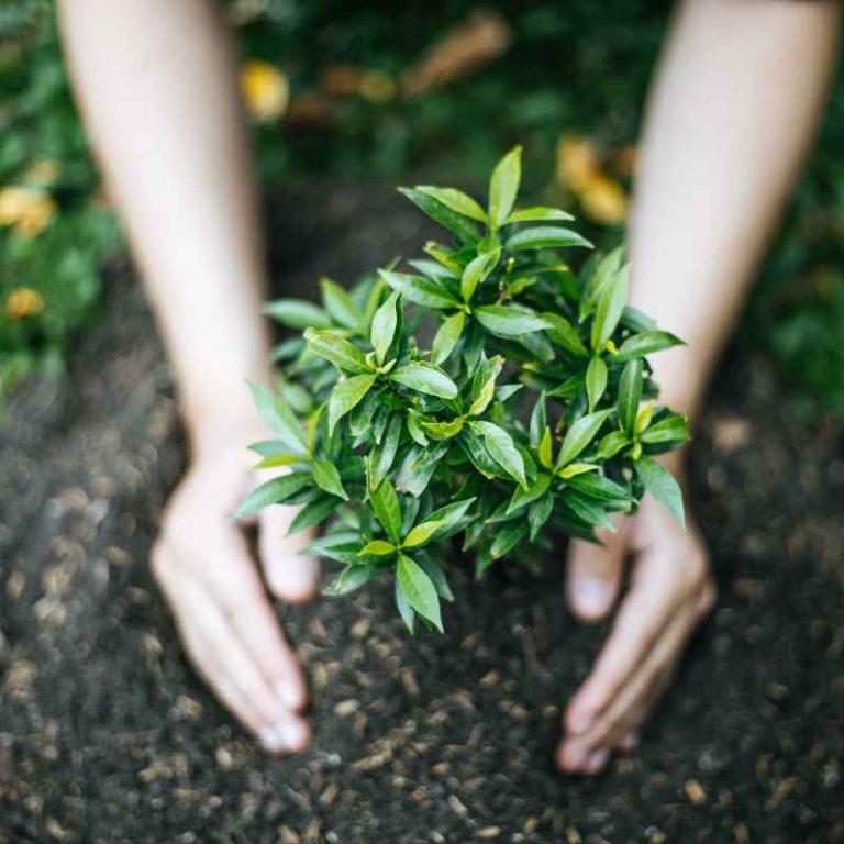 Why Gardening And Planting Trees Matter More Than You Think