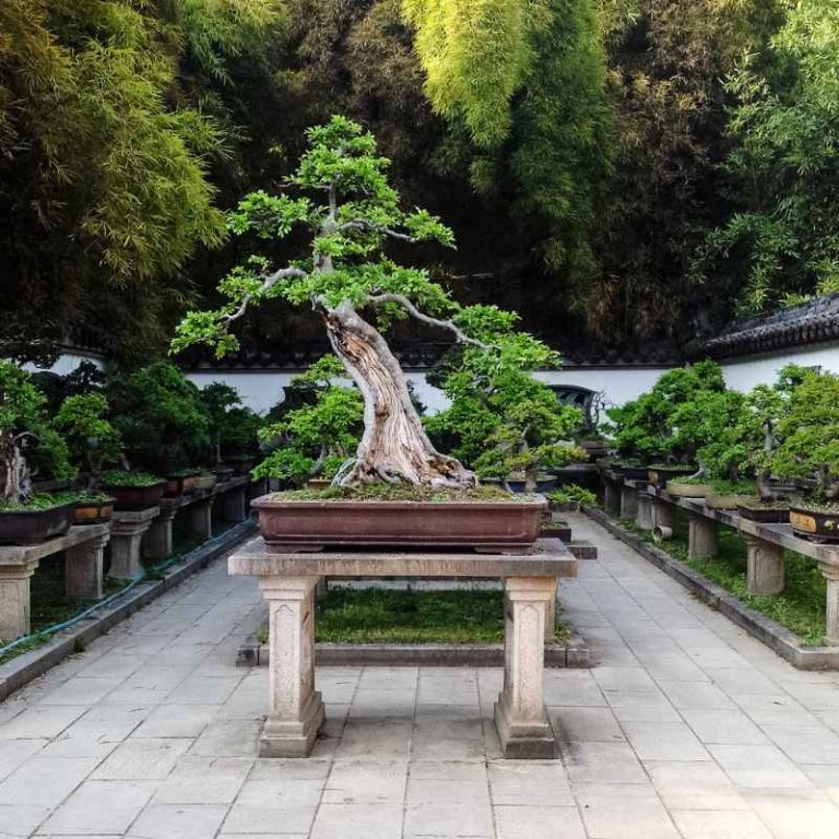 Why Green Mound Bonsai Trees Die After Winter