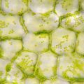 Why Is Chlorophyll Important in Plants?