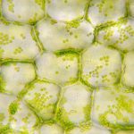 Why Is Chlorophyll Important in Plants?