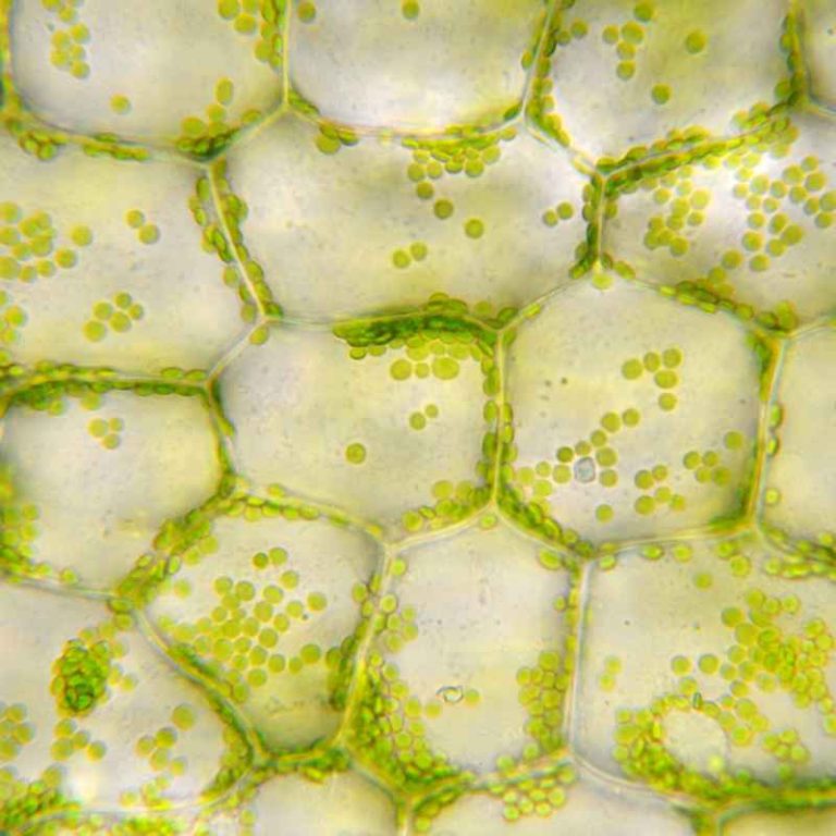 Why Is Chlorophyll Important in Plants?
