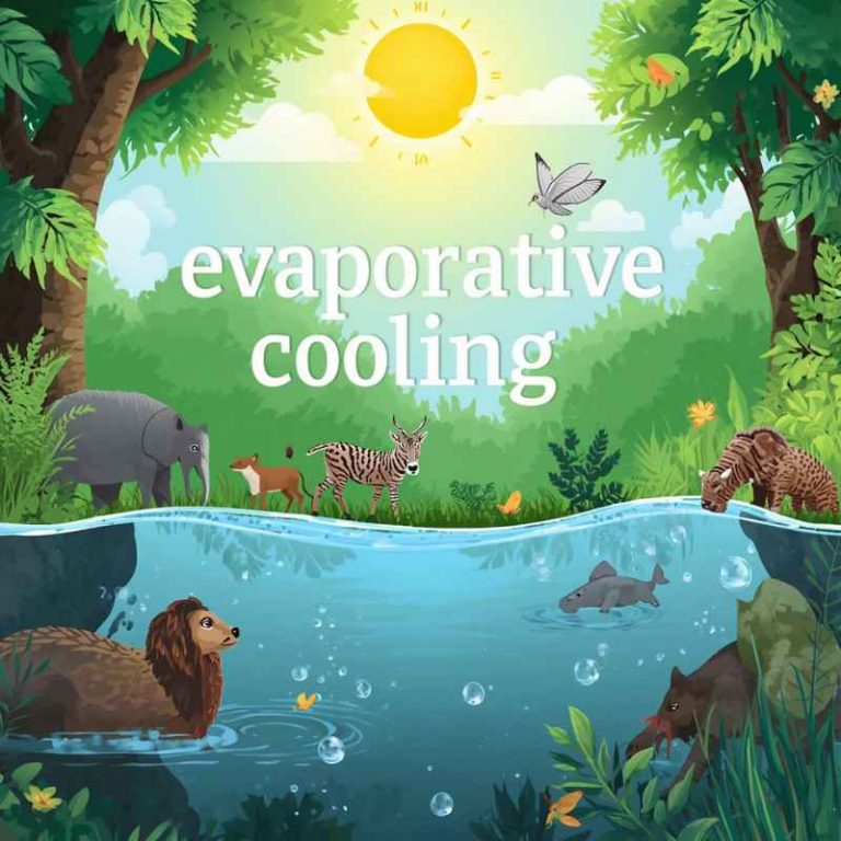 Why Is Evaporative Cooling Important To Both Plants & Animals?